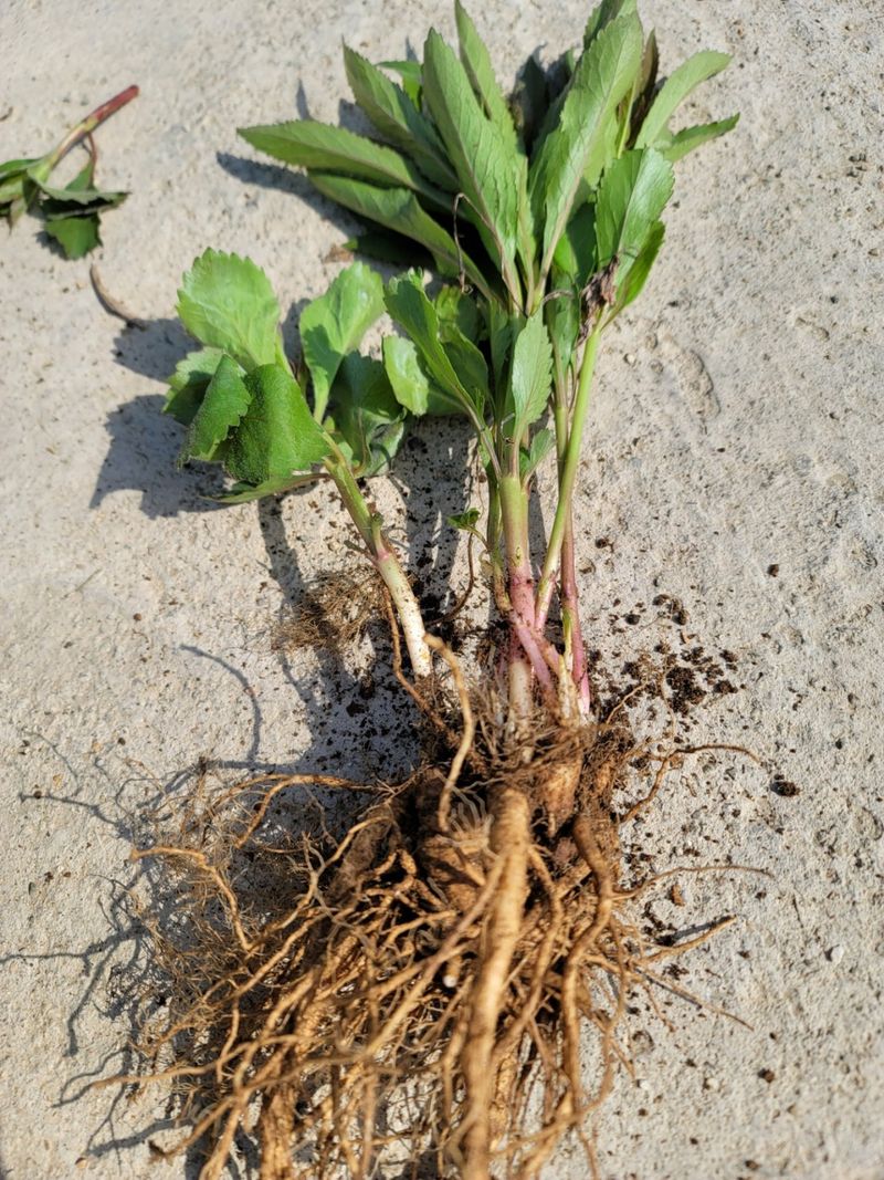 병풍취산채농원님의 장터 판매 상품 [4년생 잔대종근] 첨부 사진