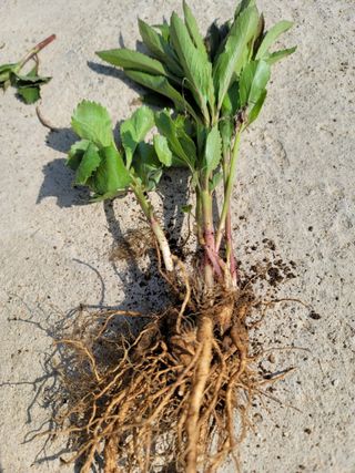 병풍취산채농원님의 작성글 사진