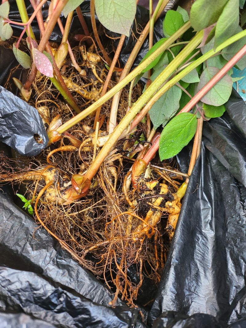 병풍취산채농원님의 장터 판매 상품 [4년생 잔대종근] 첨부 사진