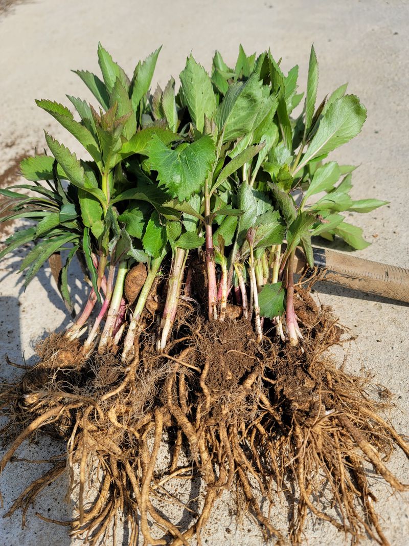 병풍취산채농원님의 장터 판매 상품 [4년생 잔대종근] 첨부 사진