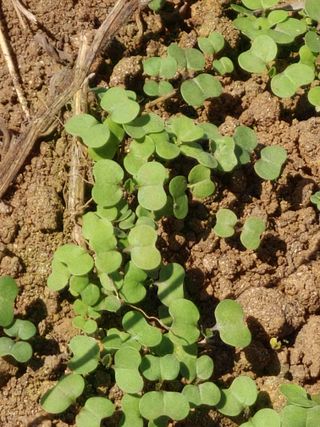 농부.금리나님의 [팜춘문예] 짧은 시 쓰기 · 참여글 작성글 사진