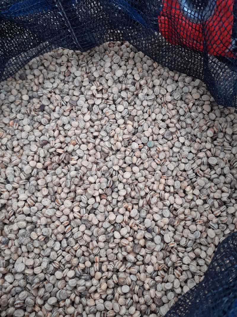 장터 상품 [인삼씨1kg] 썸네일