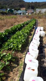 팜모닝 배추·영농일지 게시글 이미지