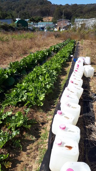 오정식님의 배추 · 영농일지 작성글 사진
