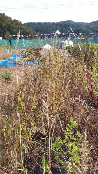 오정식님의 들깨 · 영농일지 작성글 사진