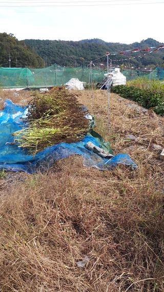 오정식님의 들깨 · 영농일지 작성글 사진