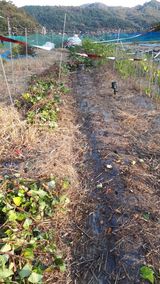 팜모닝 고구마·영농일지 게시글 이미지