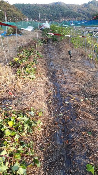 오정식님의 고구마 · 영농일지 작성글 사진