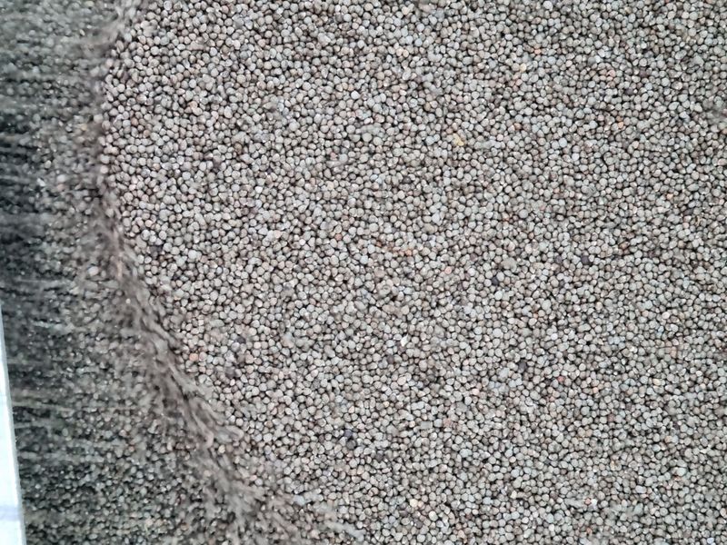 장터 상품 [햇들깨 판매 6k  판매완료] 썸네일