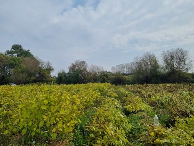 모두팜님의 장터 판매 상품 [햇들깨 판매 6k  판매완료] 첨부 사진