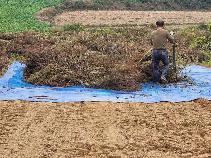 모두팜님의 장터 판매 상품 [햇들깨 판매 6k  판매완료] 첨부 사진