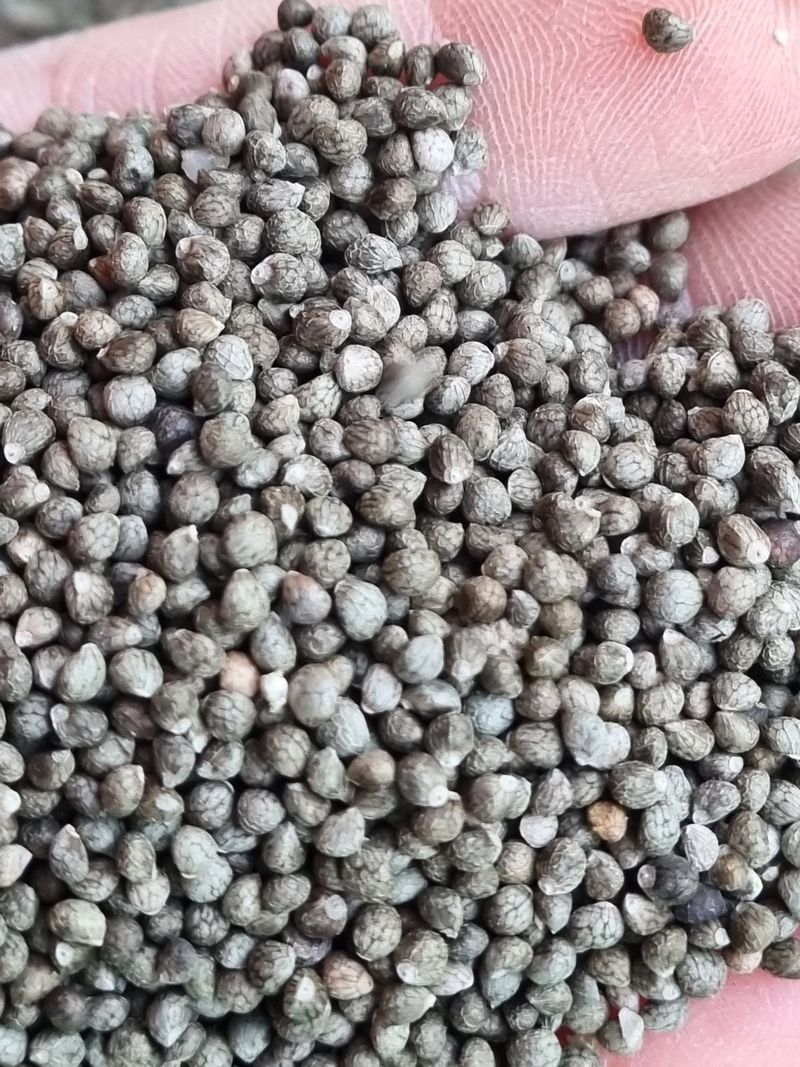 모두팜님의 장터 판매 상품 [햇들깨 판매 6k  판매완료] 첨부 사진