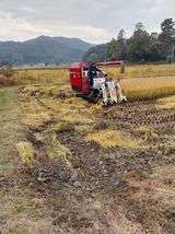 팜모닝 벼·자유게시판 게시글 이미지