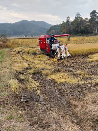 오영균 님의 벼 · 자유게시판 작성글 사진