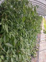 팜모닝 고추·수확 게시글 이미지