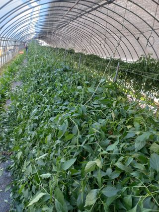 농민님의 고추 · 수확 작성글 사진