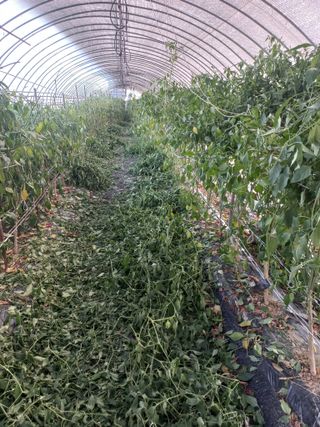 농민님의 고추 · 수확 작성글 사진