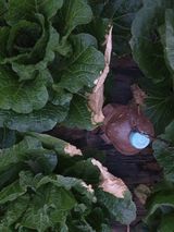 팜모닝 배추·병해충상담 게시글 이미지