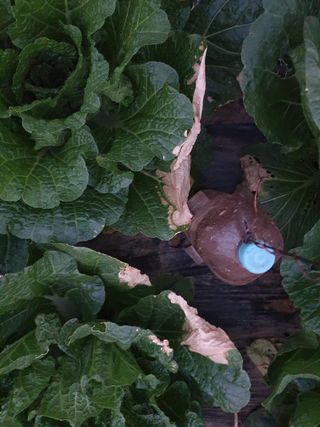 김홍진님의 배추 · 병해충상담 작성글 사진