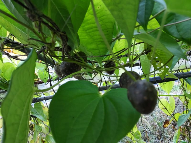 장터 상품 [열매마 하늘마   1키로] 썸네일