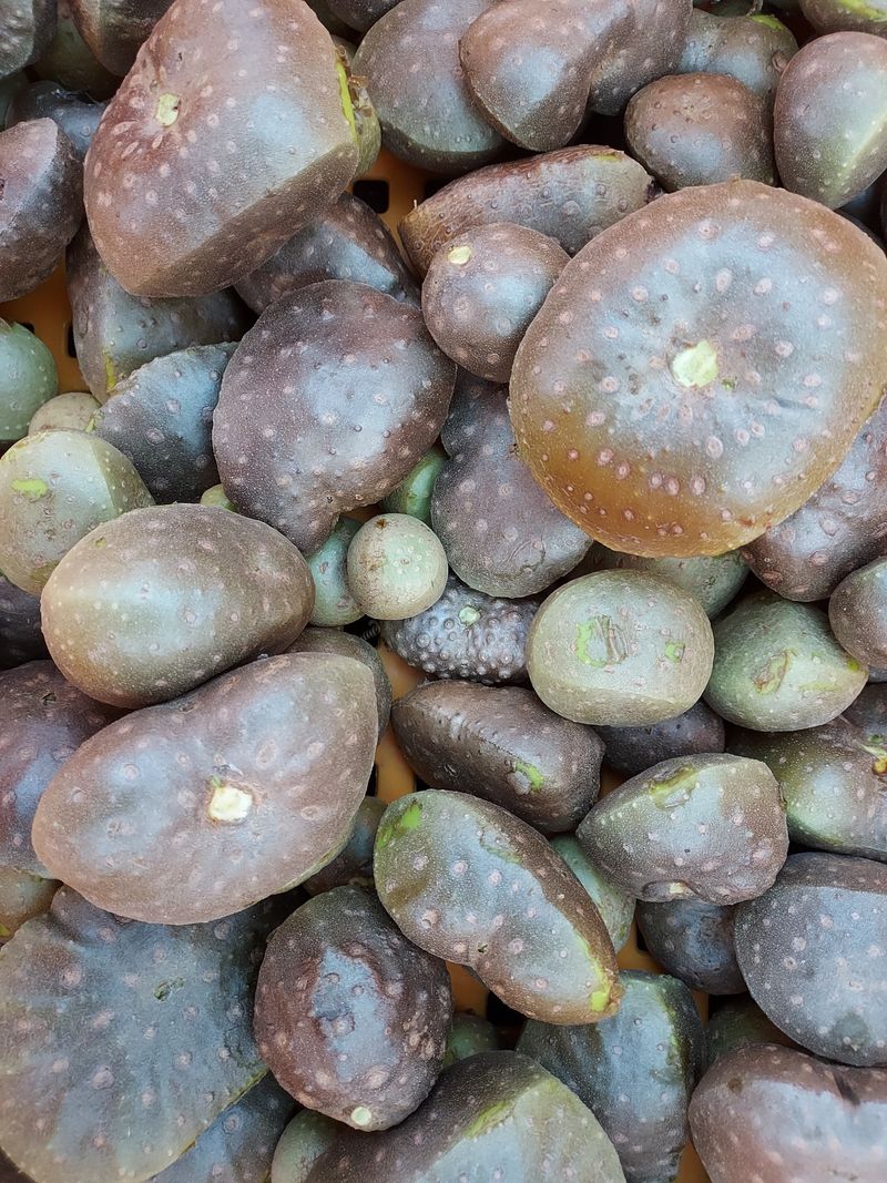 태일농산이정수님의 장터 판매 상품 [열매마 하늘마   1키로] 첨부 사진