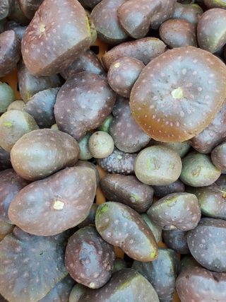 태일농산이정수님의 작성글 사진