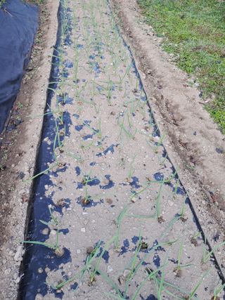 정순경님의 들깨 · 자유게시판 작성글 사진