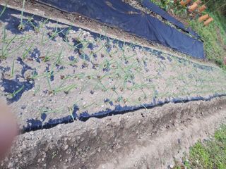 정순경님의 들깨 · 자유게시판 작성글 사진