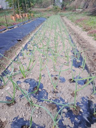 정순경님의 들깨 · 자유게시판 작성글 사진