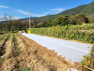 천지현황님의 마늘 · 파종작업 작성글 사진