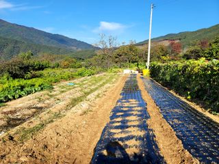 천지현황님의 마늘 · 파종작업 작성글 사진