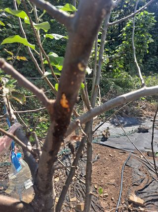 백육칠라지님의 사과 · 병해충상담 작성글 사진