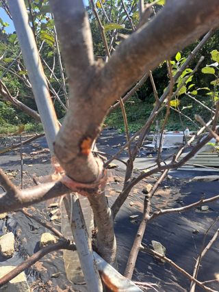 백육칠라지님의 사과 · 병해충상담 작성글 사진