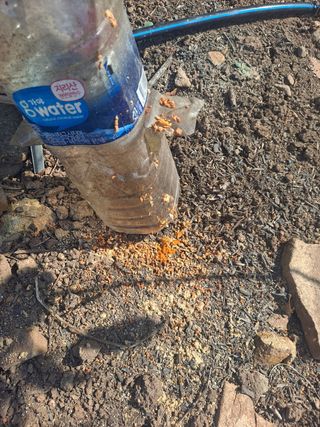 백육칠라지님의 사과 · 병해충상담 작성글 사진