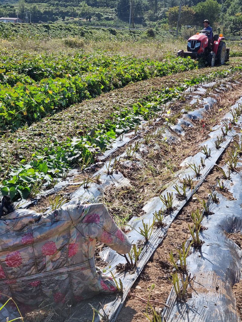믿고사는농원-송미경님의 장터 판매 상품 [꿀고구 판매 3킬로 ] 첨부 사진