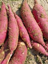 팜모닝 · 게시글 이미지