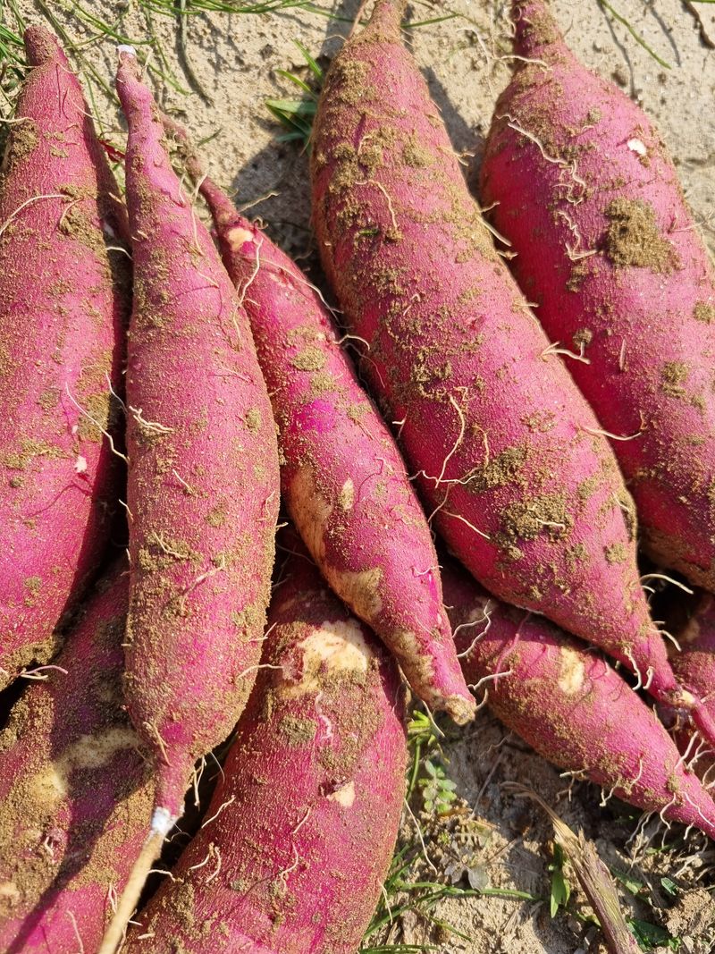 믿고사는농원-송미경님의 장터 판매 상품 [꿀고구 판매 3킬로 ] 첨부 사진