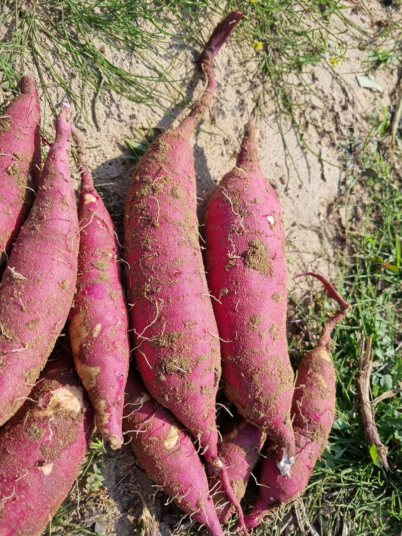 믿고사는농원-송미경님의 장터 판매 상품 [꿀고구 판매 3킬로 ] 첨부 사진