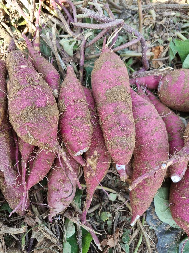 믿고사는농원-송미경님의 장터 판매 상품 [꿀고구 판매 3킬로 ] 첨부 사진