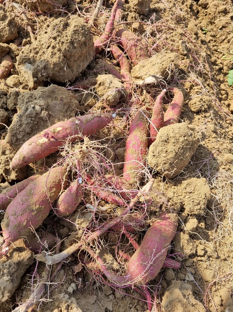 믿고사는농원-송미경님의 장터 판매 상품 [꿀고구 판매 3킬로 ] 첨부 사진