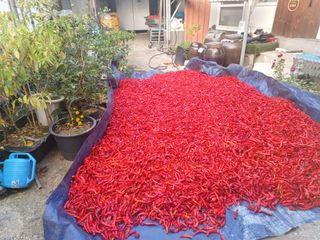 오영도님의 고추 · 수확 작성글 사진