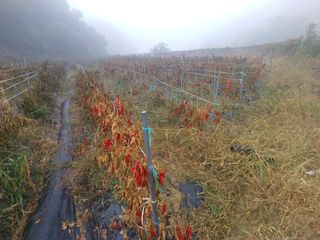 오영도님의 고추 · 수확 작성글 사진