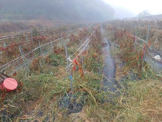 오영도님의 고추 · 수확 작성글 사진