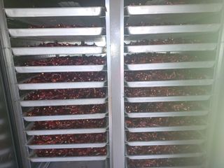 오영도님의 고추 · 수확 작성글 사진