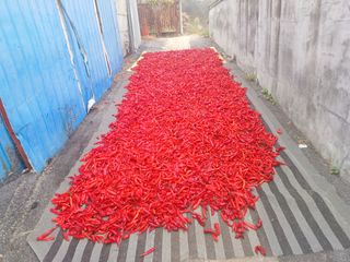 오영도님의 고추 · 수확 작성글 사진