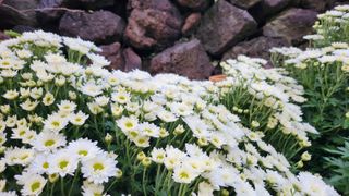 김미령님의 자유주제 · 자유게시판 작성글 사진