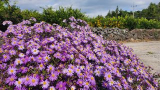 김미령님의 자유주제 · 자유게시판 작성글 사진