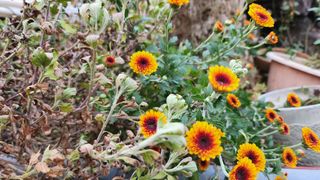 김미령님의 자유주제 · 자유게시판 작성글 사진