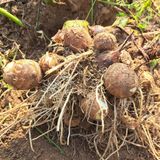 팜모닝 자유주제·자유게시판 게시글 이미지