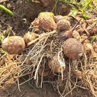 내수덕암리ㆍ홍경운님의 자유주제 · 자유게시판 작성글 사진